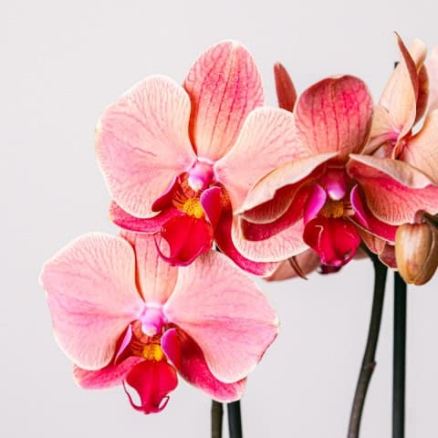 Tiger Cream Orchid