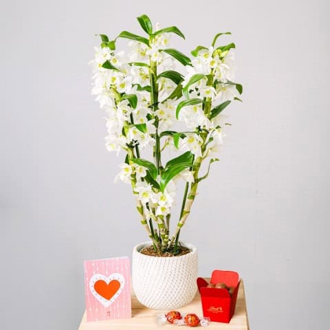 White Dendrobium