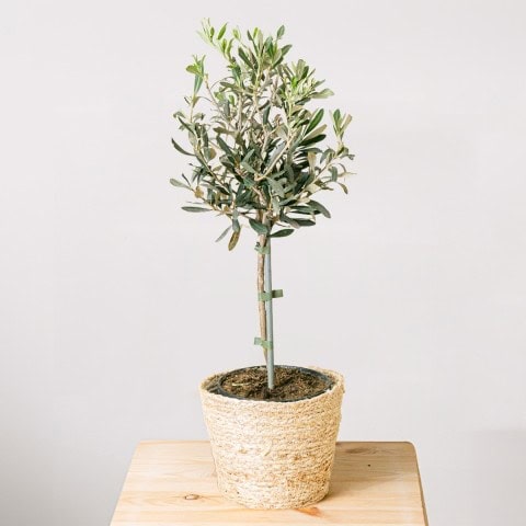 Miniature Olive Tree