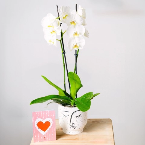 Classic White Orchid